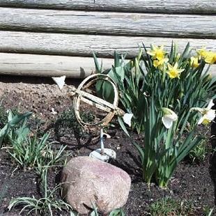 Art: Spring Daffodils II by Artist Jenny Doss