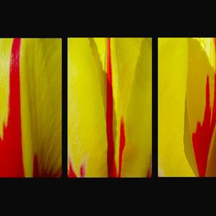 Art:  macro tulips triptych by Artist W. Kevin Murray