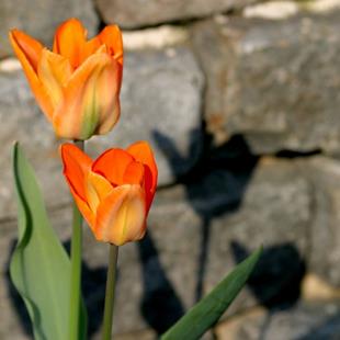 Art:  tulips with shadow by Artist W. Kevin Murray