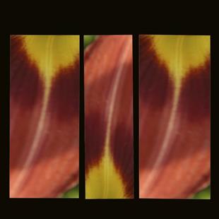 Art: Rip of Kevin's Tulips Triptych by Artist Carolyn Schiffhouer