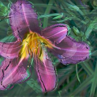Art: Purple Lily Movement by Artist Carolyn Schiffhouer