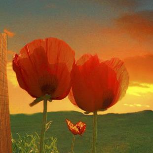 Art: Morning Poppies by Artist Carolyn Schiffhouer