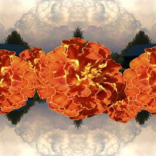 Art: marigold sky by Artist Carolyn Schiffhouer
