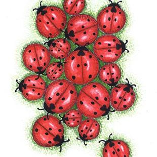 Art: Ladybug Cluster by Artist Wendy L. Gonick