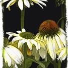 Art: Midnight daisies by Artist Martha Di Giovanni