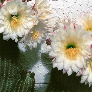 Art: Backyard Cactus by Artist Shawn Marie Hardy