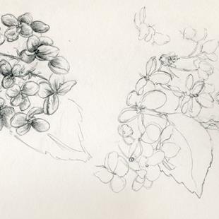 Art: Hydrangea paniculata by Artist Caroline Lassovszky Baker