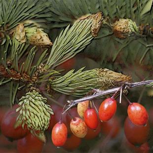 Art: Pine and Berries 2 by Artist Deanne Flouton