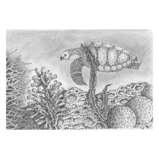 Art: Sea Turtle by Artist Sandra Bordelon Butler