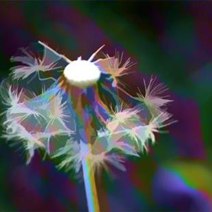 Art: Dandelion in Glory by Artist Carolyn Schiffhouer