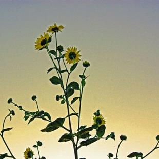 Art: Setting Sun Flower by Artist Lisa Miller