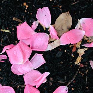 Art: Pink Petals 2 by Artist Shawn Marie Hardy