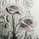 Art: unfinished poppies by Artist Shawn Marie Hardy