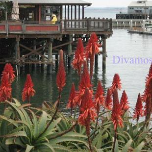 Art: Monterey Bay Harbor, Fisherman's Wharf by Artist Dorothy Edwards