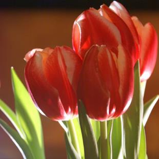 Art: Red Tulips by Artist Lisa Miller