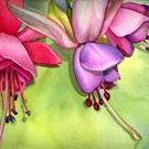 Art: Fuchsia from my Patio by Artist Lori Rase Hall