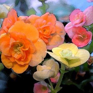 Art: Begonia Three by Artist Laurie Justus Pace