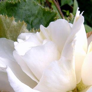 Art: White Begonia Closeup by Artist Deborah Leger