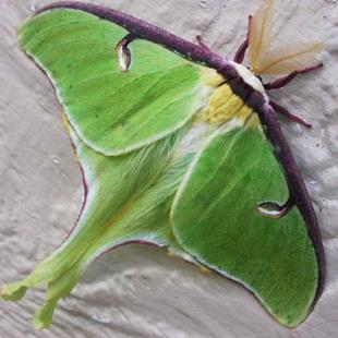 Art: Luna Moth by Artist Stephanie M. Daigle