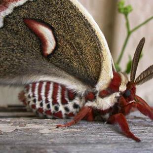 Art: Columbian Silk Moth by Artist Stephanie M. Daigle