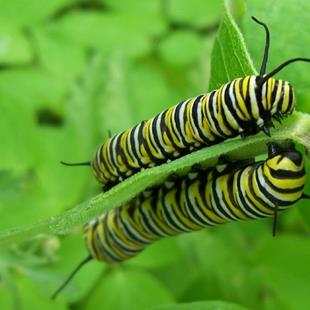 Art: Monarch Caterpillar Twins by Artist RUTH J JAMIESON