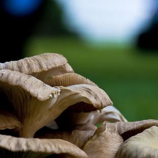 Art: Mushrooms On My Lawn by Artist Richard Holland