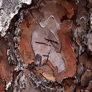 Art: Pine Bark Abstract by Artist Deanne Flouton