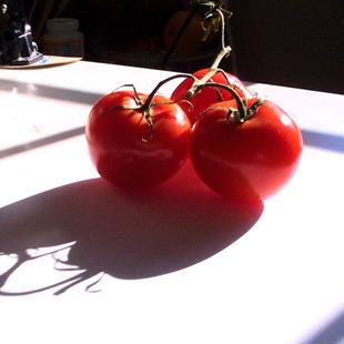 Art: Tomatoes in Sunlight by Artist Torrie Smiley