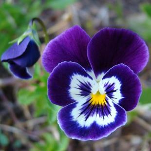 Art: Pansy Perfection by Artist Leea Baltes