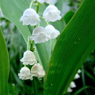 Art: Lily of the Valley 2010-B by Artist Leea Baltes