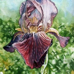 Art: Bearded Iris by Artist Mark Satchwill