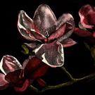 Art: Branch of Blossoms by Artist Sandra Willard