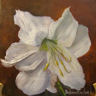 Art: White Amaryllis by Artist Barbara Haviland