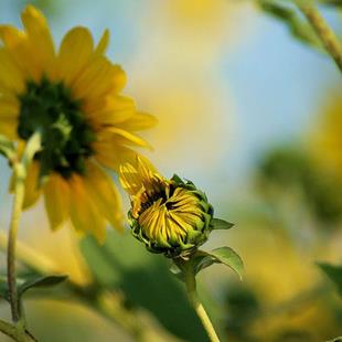 Art: Sunflower Bud by Artist Lisa Miller