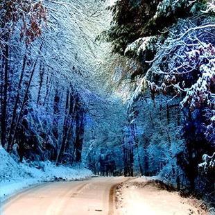 Art: Into Winter by Artist Carolyn Schiffhouer