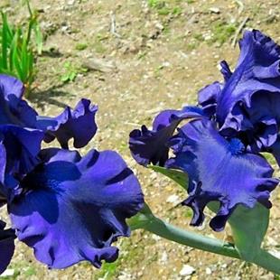 Art: 2 Blue Irises by Artist Shane Darren Ervin