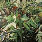 Art: Ferns - oil painting by Artist Harlan