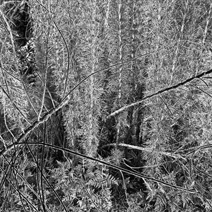 Art: Ferns and Branches by Artist Virginia Ann Zuelsdorf