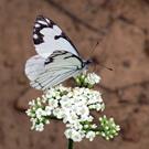 Art: White Butterfly on Queen Anne's Lace by Artist Diane Funderburg Deam