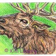 Art: Bull Elk SOLD by Artist Kim Loberg