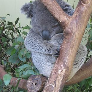 Art: Sleepy Koala in Melbourne Australia by Artist Diane Funderburg Deam