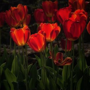 Art: Tulip Glow by Artist Lisa Miller