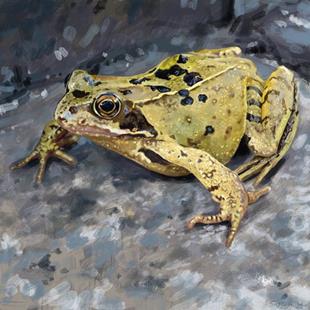 Art: Funny Little Frog by Artist Mark Satchwill