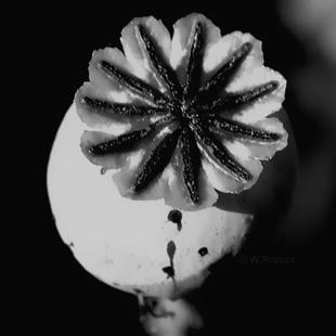 Art: Black & White Poppy Bud by Artist Windi Rosson