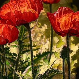 Art: Poppies and Greens by Artist Carolyn Schiffhouer