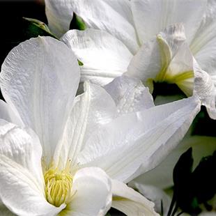 Art: White Clematis by Artist Justin Lowe