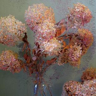 Art: Hydrangea Softly by Artist Carolyn Schiffhouer