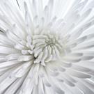 Art: White Flower by Artist Martha Di Giovanni