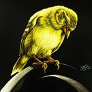 Art: American Gold Finch  (SOLD) by Artist Monique Morin Matson