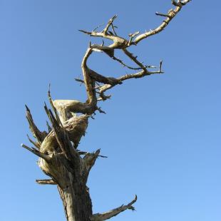 Art: Dead tree at Point Arena by Artist Muriel Areno
